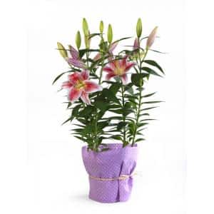 Plant de lys