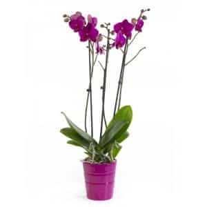 Orchidée phalaenopsis