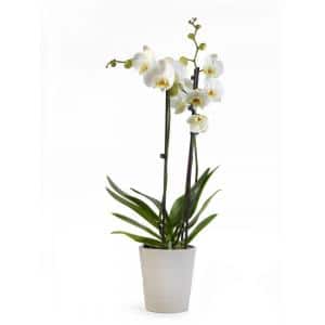 Orchidée phalaenopsis blanche