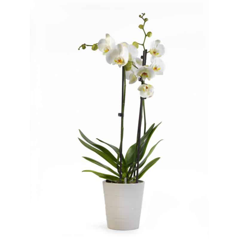 Orchidée phalaenopsis blanche