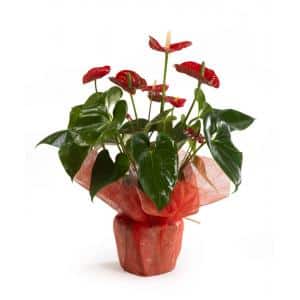 Anthurium