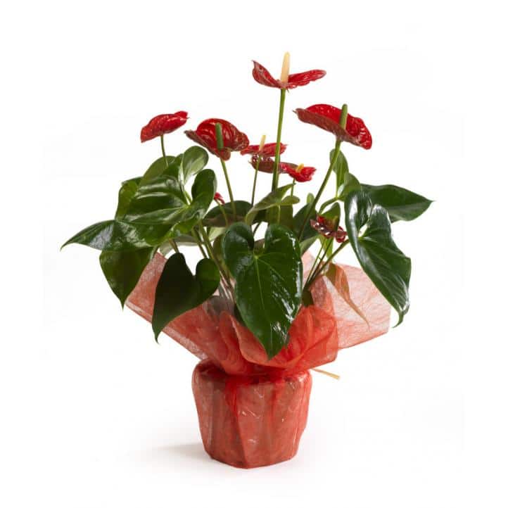 Anthurium