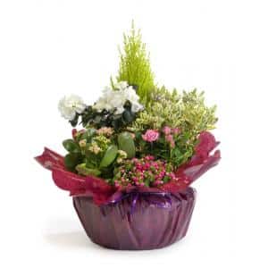 Coupe de plantes