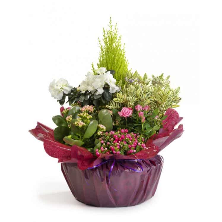 Coupe de plantes