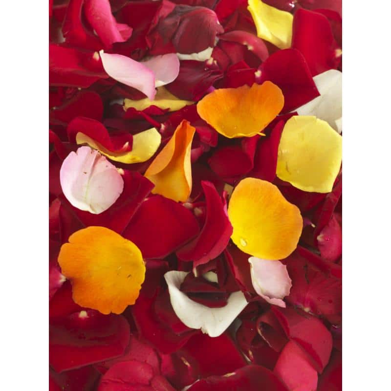 Pétales de roses multicolores