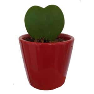 Hoya Heart