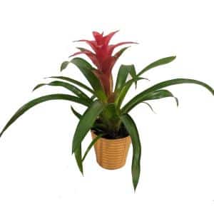 Bromélia Rouge