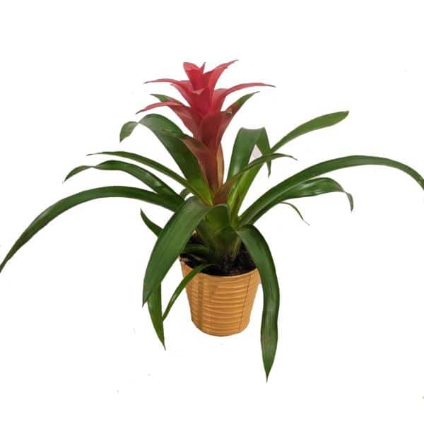 Bromélia Rouge