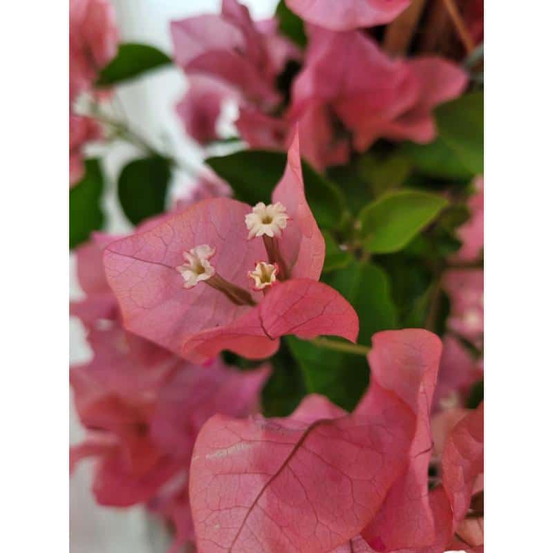 Bougainvillea – Image 2