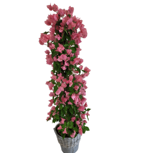 Bougainvillea