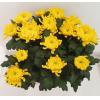 Chrysanthème 14 fleurs