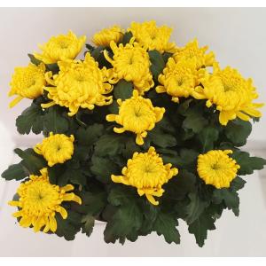Chrysanthème 14 fleurs