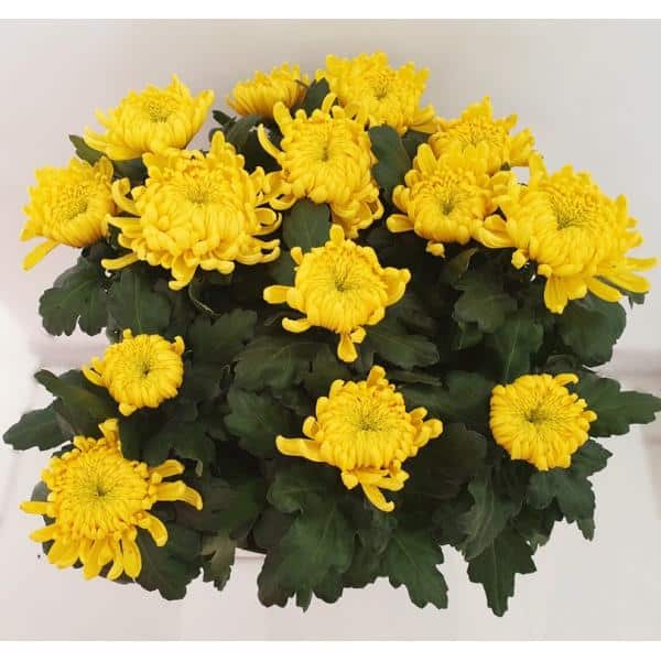 Chrysanthème 14 fleurs