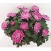Chrysanthème 14 fleurs – Image 2