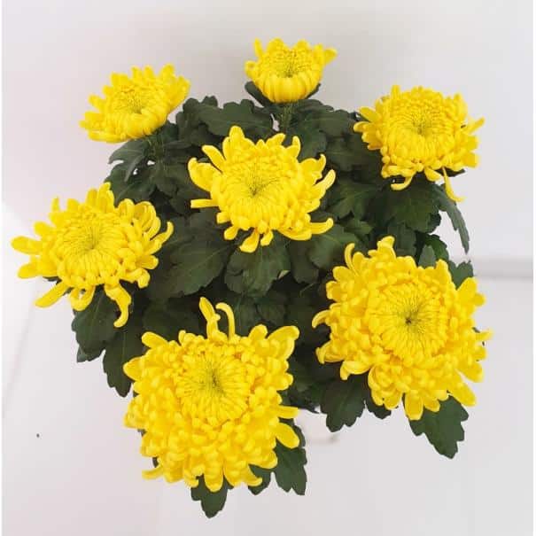 Chrysanthème 7 fleurs