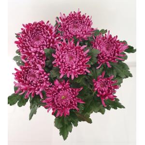 Chrysanthème 7 fleurs