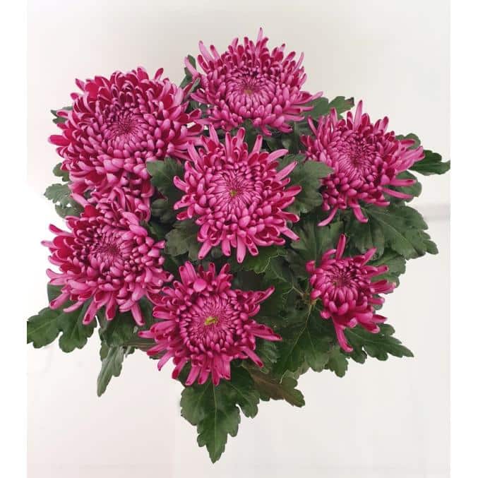 Chrysanthème 7 fleurs