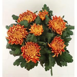 Chrysanthème 7 fleurs