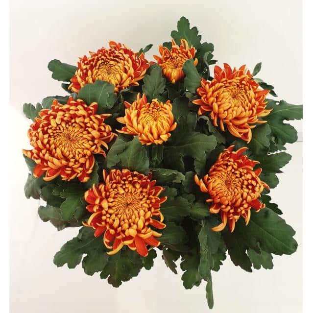 Chrysanthème 7 fleurs