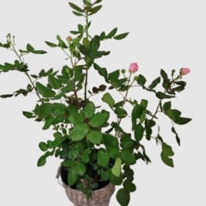 Rosier
