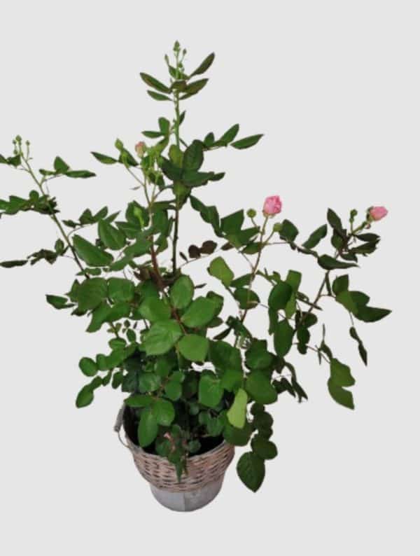 Rosier