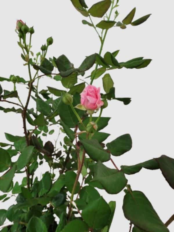 Rosier – Image 2