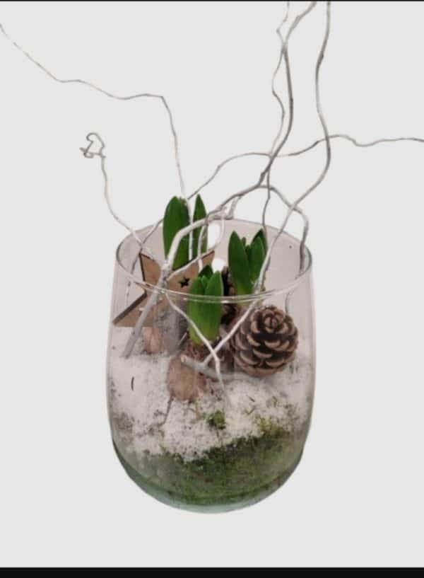 Jacinthes en verrerie