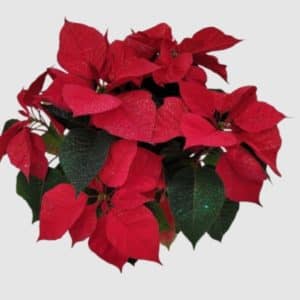 Poinsettia