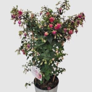 Fuchsia