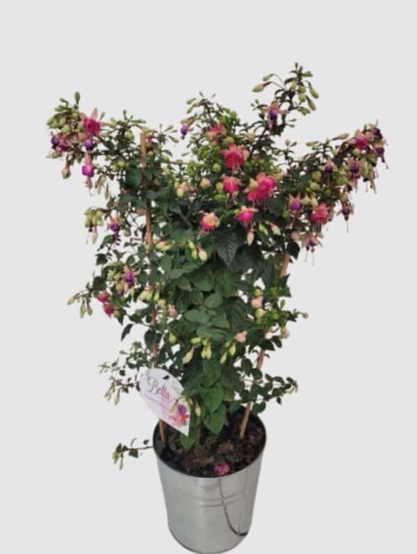 Fuchsia