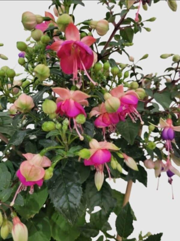 Fuchsia – Image 2