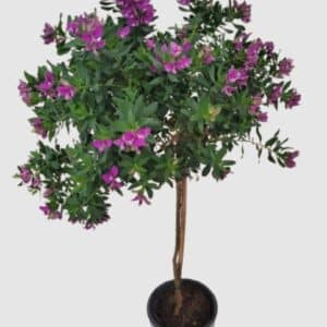 Polygala
