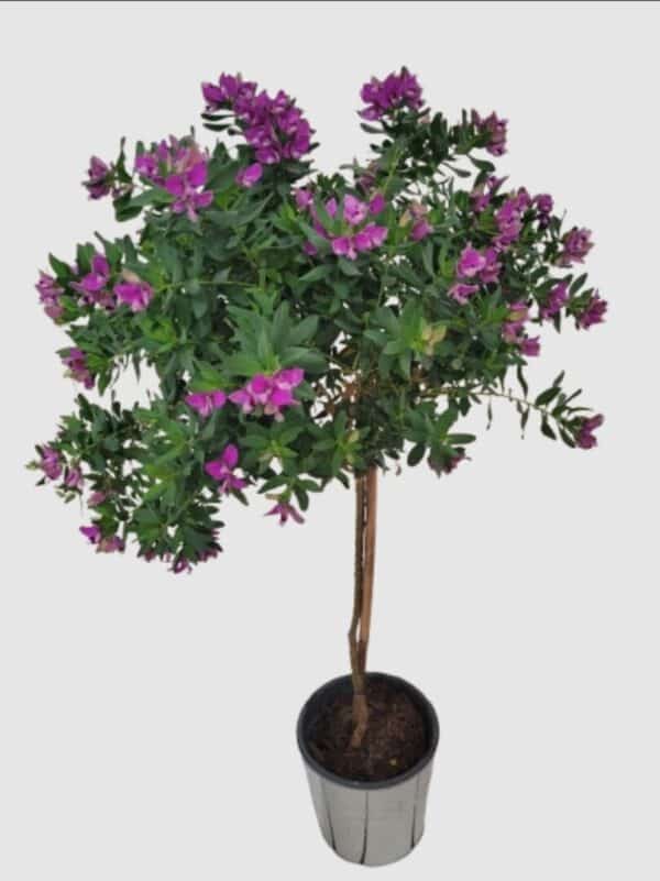 Polygala