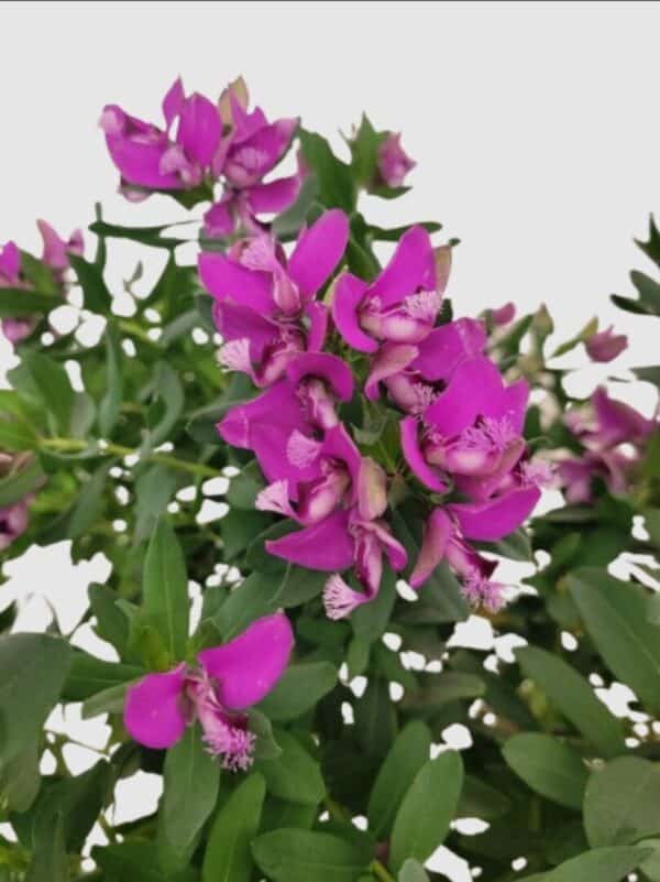 Polygala – Image 2