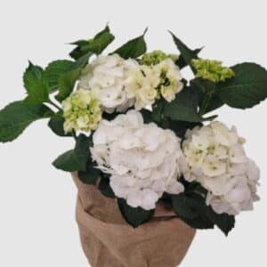 Hortensia
