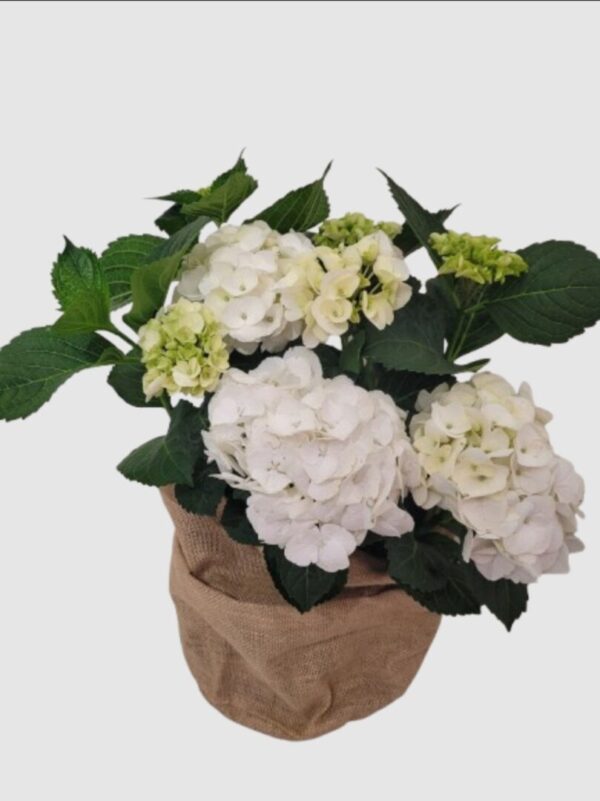 Hortensia