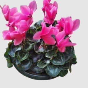 Coupe de cyclamens