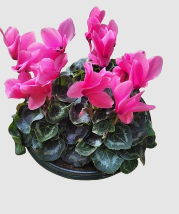 Coupe de cyclamens