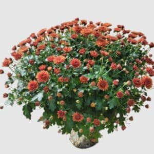 pot de chrysanthèmes multifleurs