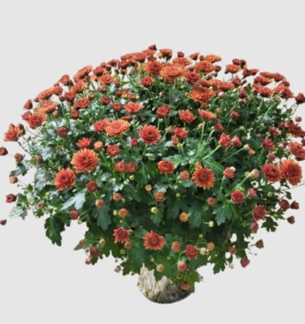 pot de chrysanthèmes multifleurs