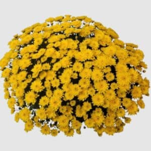 coupe de chrysanthèmes multifleurs