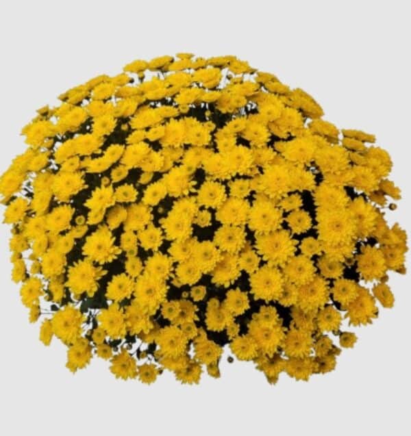 coupe de chrysanthèmes multifleurs