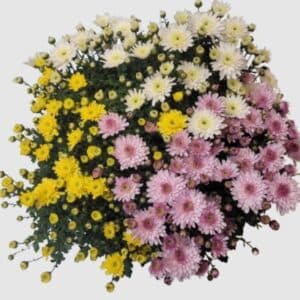 Coupe de chrysanthèmes multifleurs 3 couleurs
