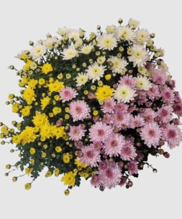 Coupe de chrysanthèmes multifleurs 3 couleurs