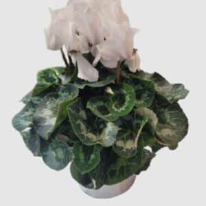 Pot de cyclamen