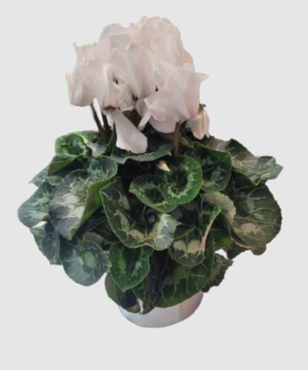 Pot de cyclamen