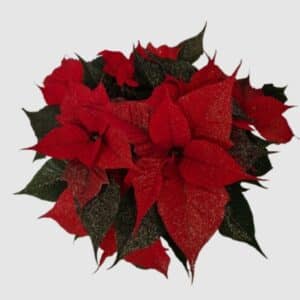 Poinsettia paillettes