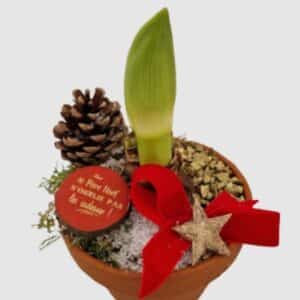 Bulbe d'amaryllis